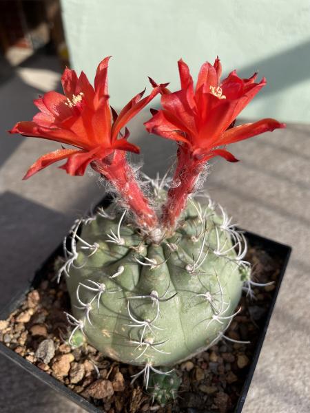 Matucana madisoniorum
